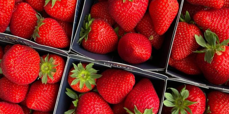 Din Swish-betalning för jordgubbarna kan gå till organiserad kriminalitet